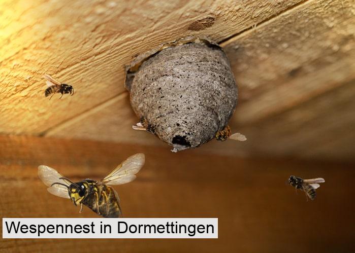 Wespennest in Dormettingen